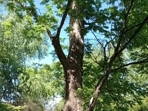 Arroyo Gallo Fiambre 10800