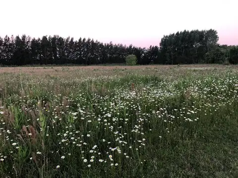 Terreno en Venta de 10000,0 m2