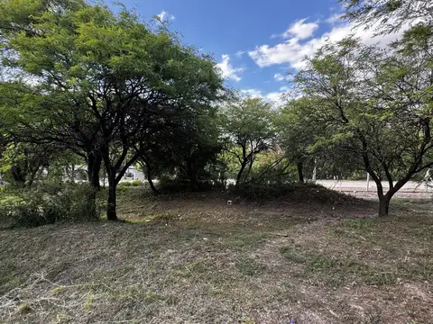 Maitenes de la Deseada