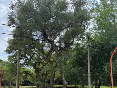 quebracho colorado 100