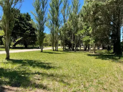 Pinares de Santa Clara
