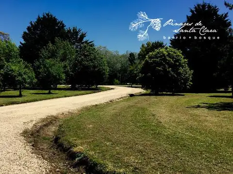 Pinares de Santa Clara