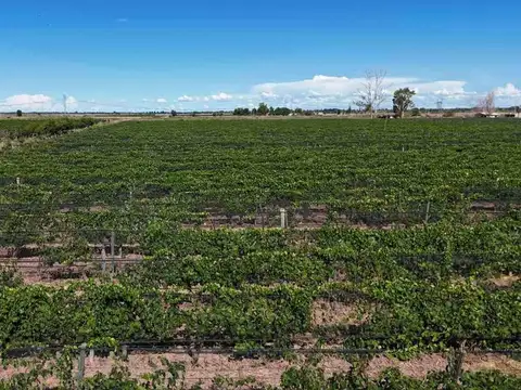FINCA CON VIÑEDOS EN PRODUCCION EN VENTA MENDOZA
