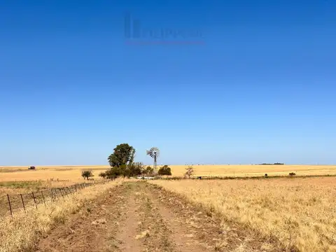 Campo de 400ha en venta - Zona Choique