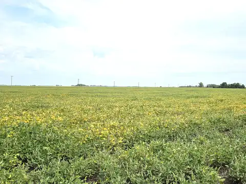 Campo en Venta de 113  ha