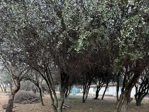 arce esquina chañar