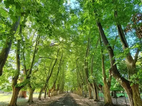 Terreno en venta en Chacras De La Alameda