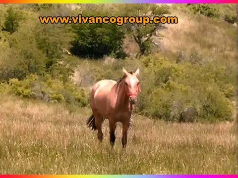 Campo en Venta de 10.000  ha